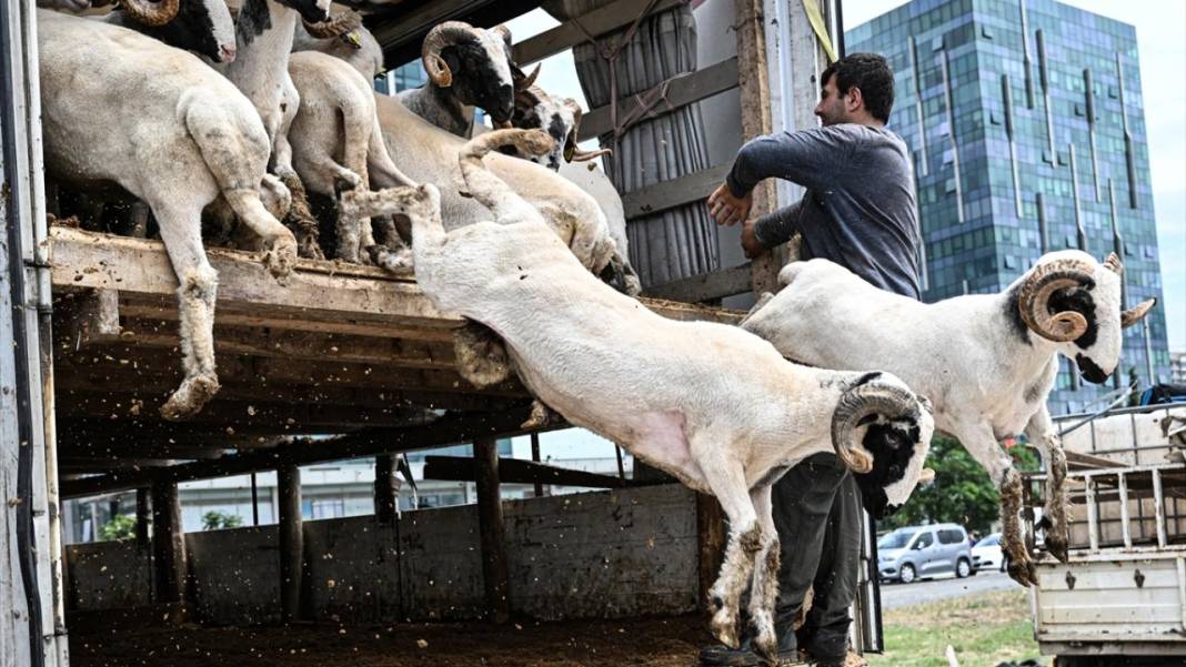 Kurban Bayramı’na 90 gün kala Konya’da kurbanlıklar satışta! İşte kurbanlık fiyatları… 7